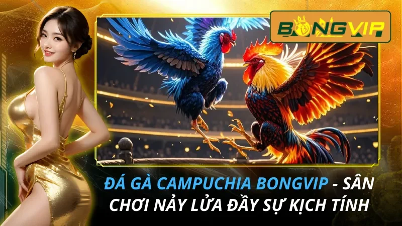 Đá Gà Campuchia - Sân Chơi Nảy Lửa Đầy Sự Kịch Tính Tại Bongvip 1 Đá Gà Campuchia - Sân Chơi Nảy Lửa Đầy Sự Kịch Tính Tại Bongvip 2026