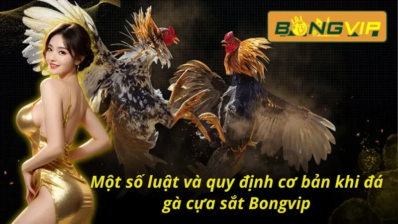Tìm hiểu quy luật trong trận đá gà cựa sắt trực tuyến Bongvip