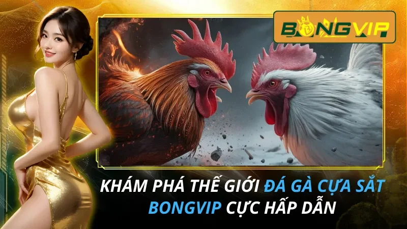 Khám Phá Thế Giới Đá Gà Cựa Sắt Cực Hấp Dẫn Tại Bongvip 6 Khám Phá Thế Giới Đá Gà Cựa Sắt Cực Hấp Dẫn Tại Bongvip 2026