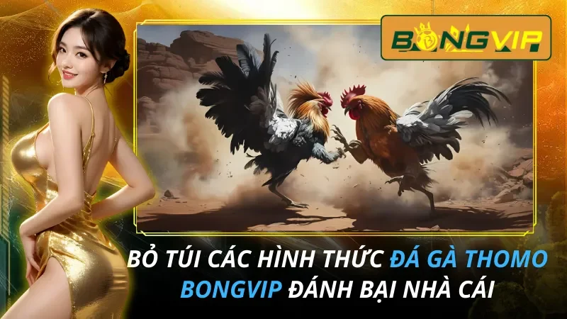 Bỏ Túi Các Hình Thức Đá Gà THOMO Đánh Bại Nhà Cái Tại Bongvip 1 Bỏ Túi Các Hình Thức Đá Gà THOMO Hot Hit 2026 Tại Bongvip